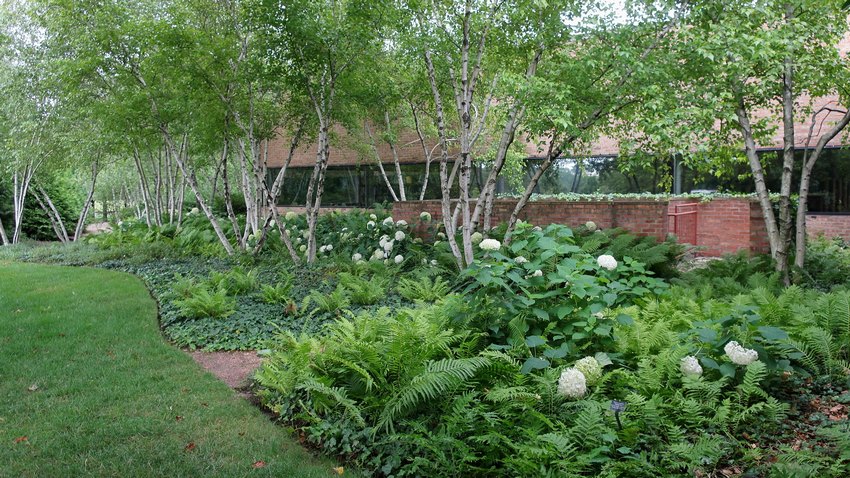 abedules en el jardín