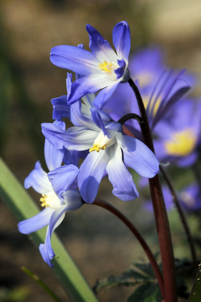 Chionodoxa luciliae