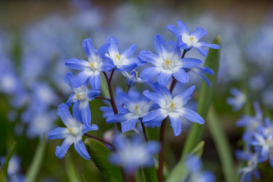 Chionodoxa