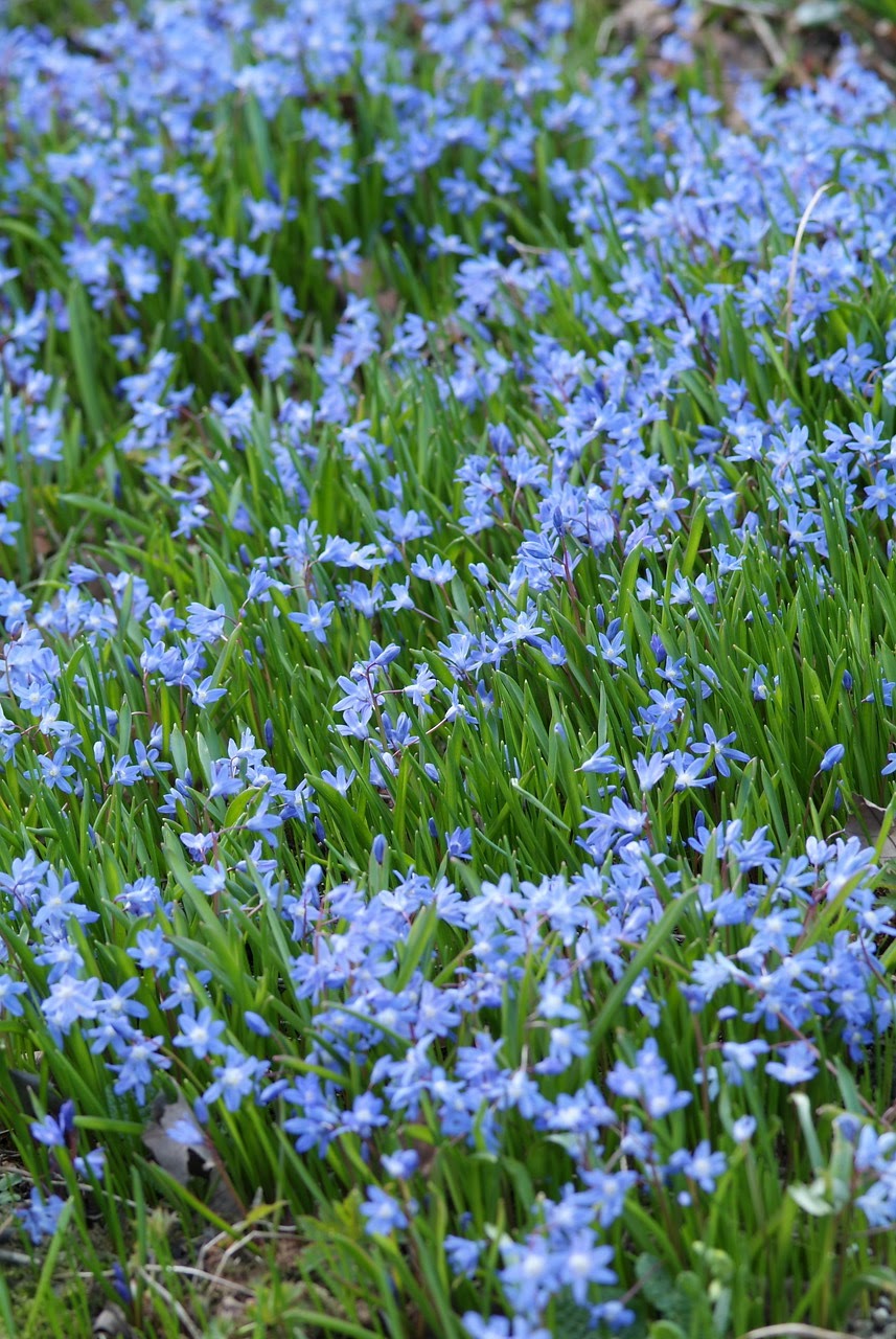 Chionodoxa forbesii 