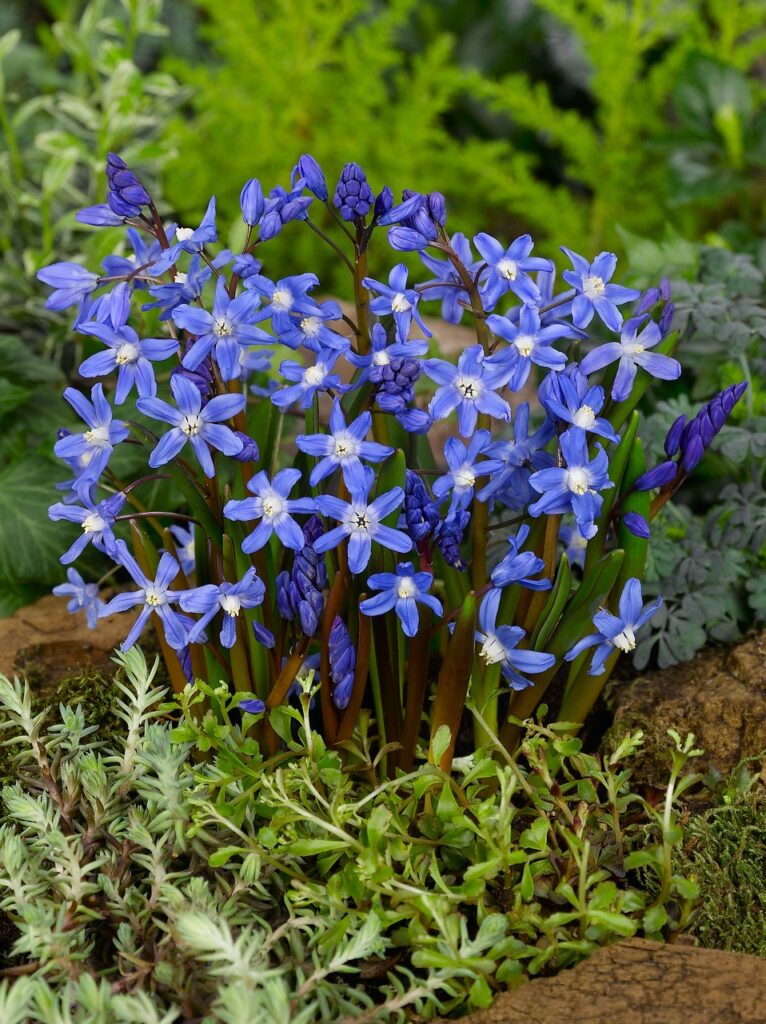 Chionodoxa sardensis 