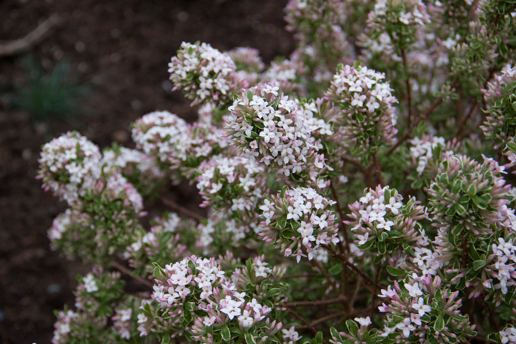 plantas interés jardín invierno