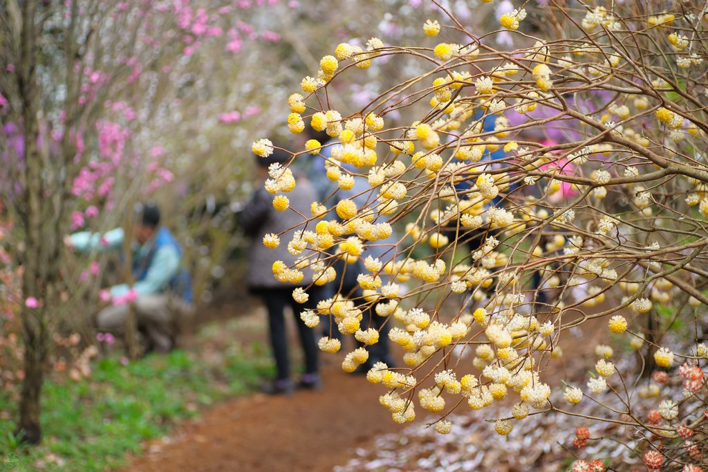 Edgeworthia chrysantha