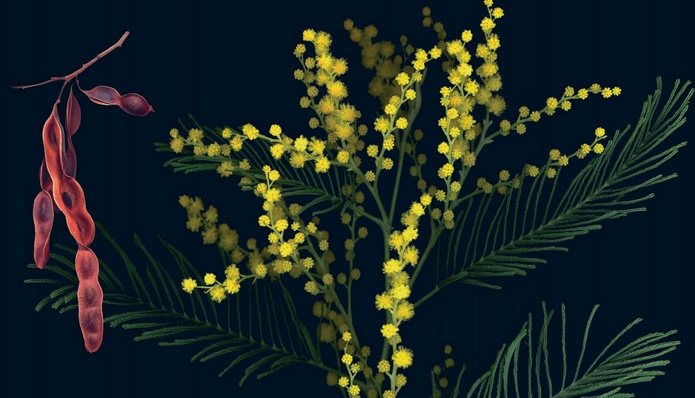 Herbario de Plantas Silvestres - EL BLOG DE LA TABLA