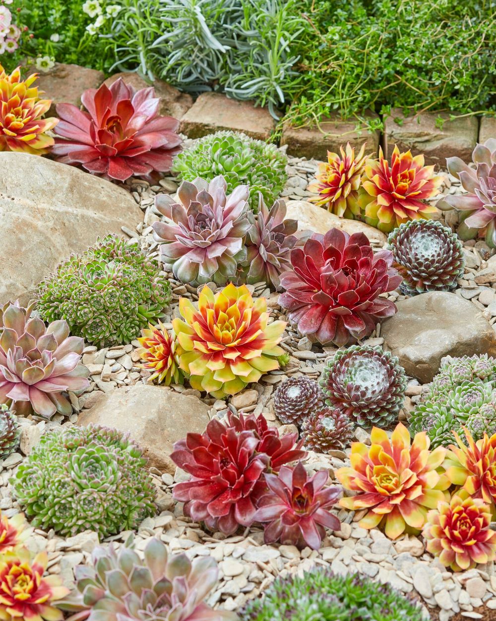 Suculentas siemprevivas Sempervivum follaje de diferentes colores en jardin de rocas
