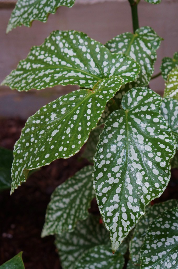Begonia Rex hojas plantas