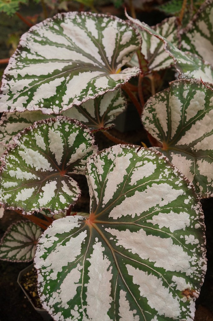 Begonia Rex y compañía: atractivas hojas para decorar con plantas - EL BLOG  DE LA TABLA