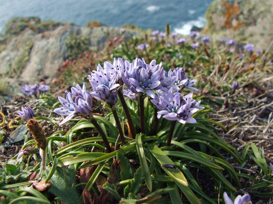 Scilla flor azul violeta