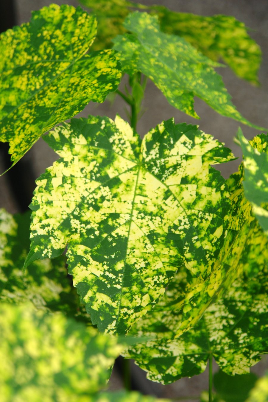 Tipos de variegación de las plantas interior con hojas variegadas