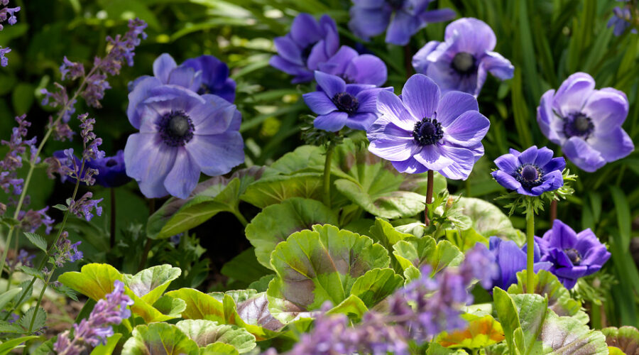 Anemone coronaria 'Mr. Fokker'