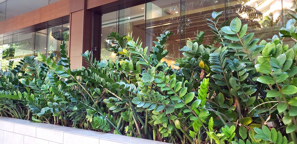 Plantas de Zamioculcas zamiifolia en el exterior