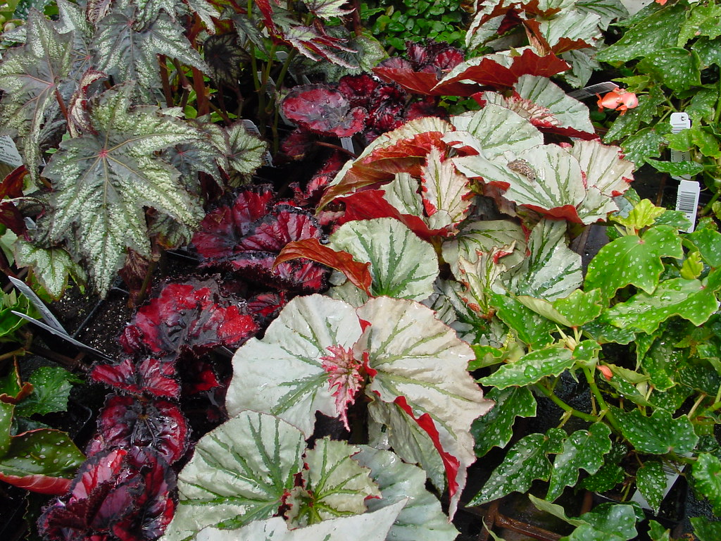 plantas interior hojas variegadas