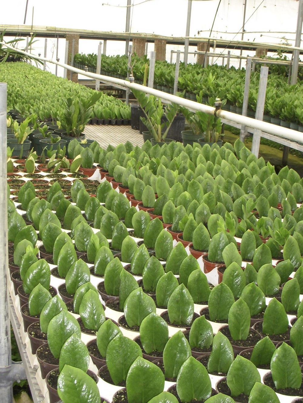 Zamioculcas zamiifolia: mitos y verdades de esta planta tan fácil de  cultivar en interiores - EL BLOG DE LA TABLA
