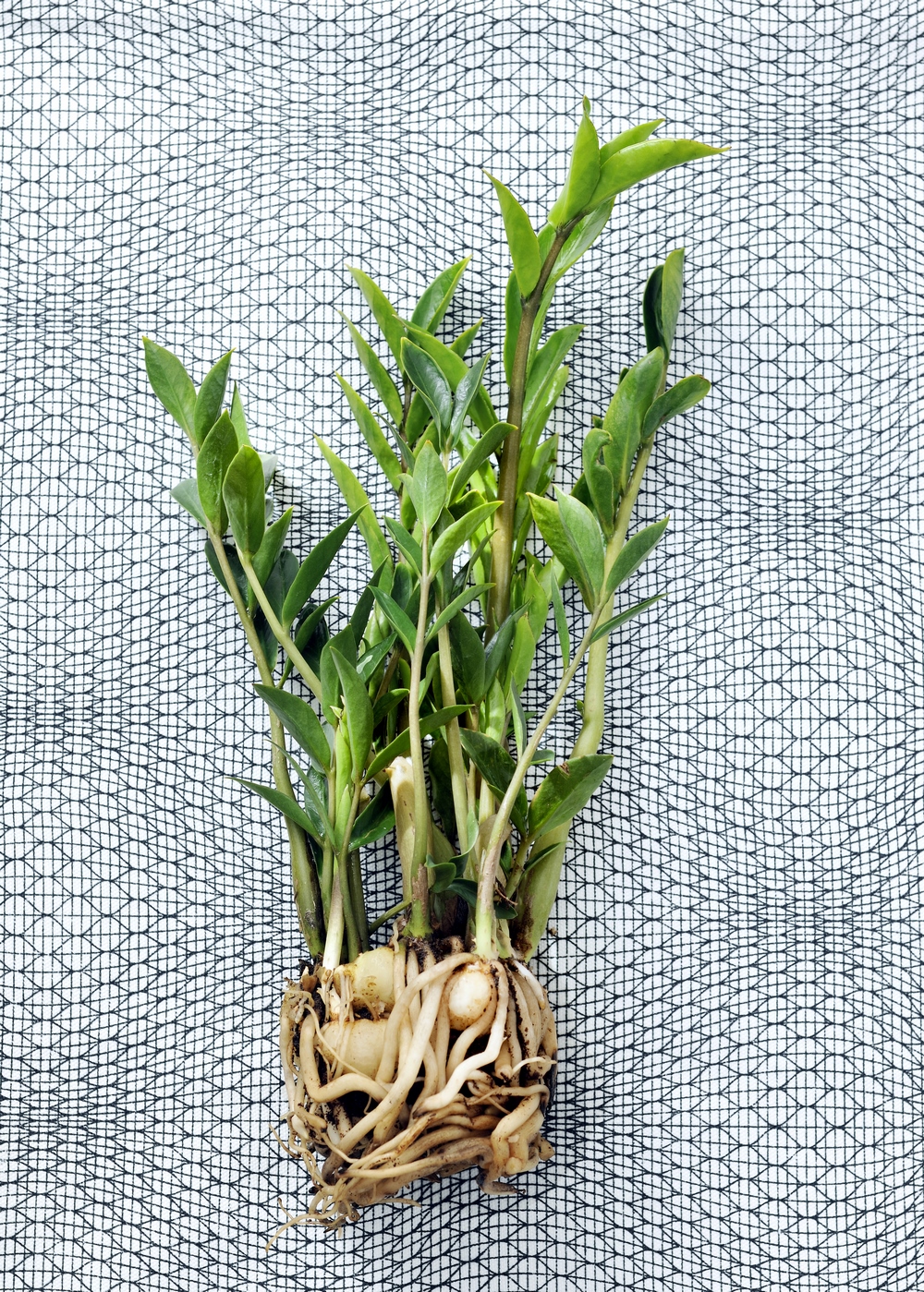 Zamioculcas zamiifolia: mitos y verdades de esta planta tan fácil de  cultivar en interiores - EL BLOG DE LA TABLA