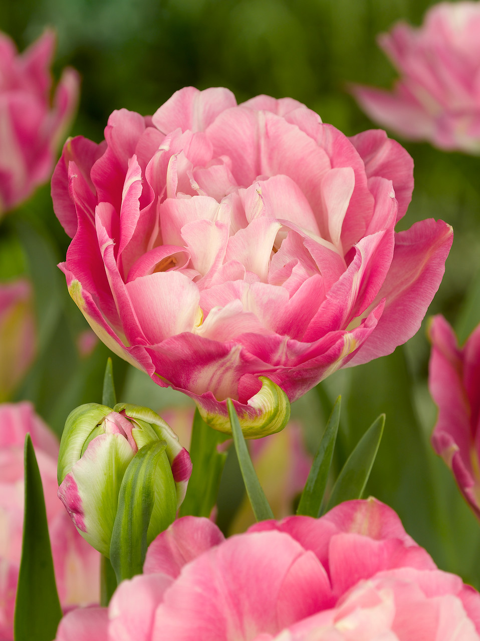 Tulipanes de flor doble - EL BLOG DE LA TABLA
