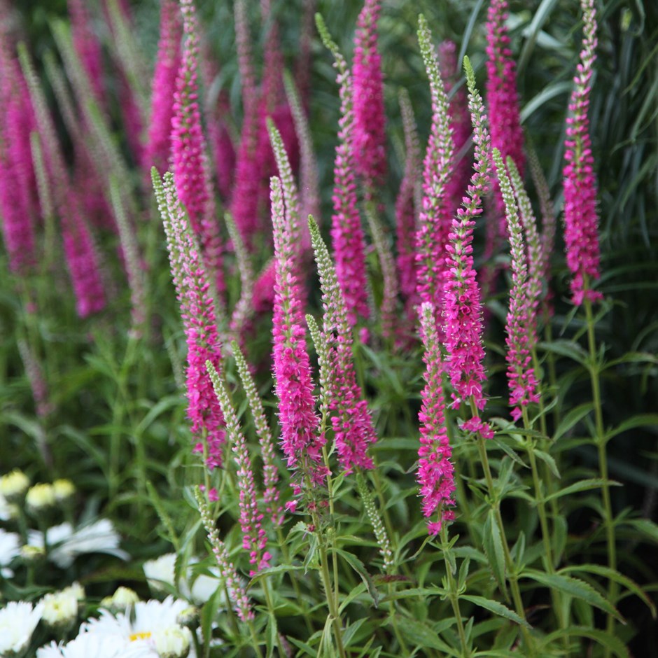 Esbeltas espigas de flores de verano de plantas Veronica spicata para jardines de flor de corte y arreglos florales