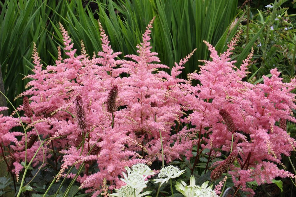 Espigas de flores de verano de color rosa de plantas vivaces para jardines de flor de corte y arreglos florales