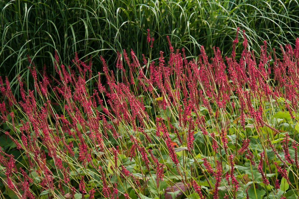 Persicaria amplexicaulis ‘Firedance’ flores rojas en otoño