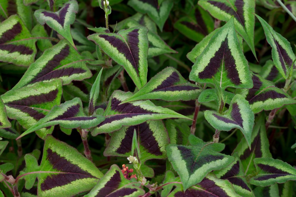 Persicaria microcephala 'Purple Fantasy' hojas decorativas de persicaria