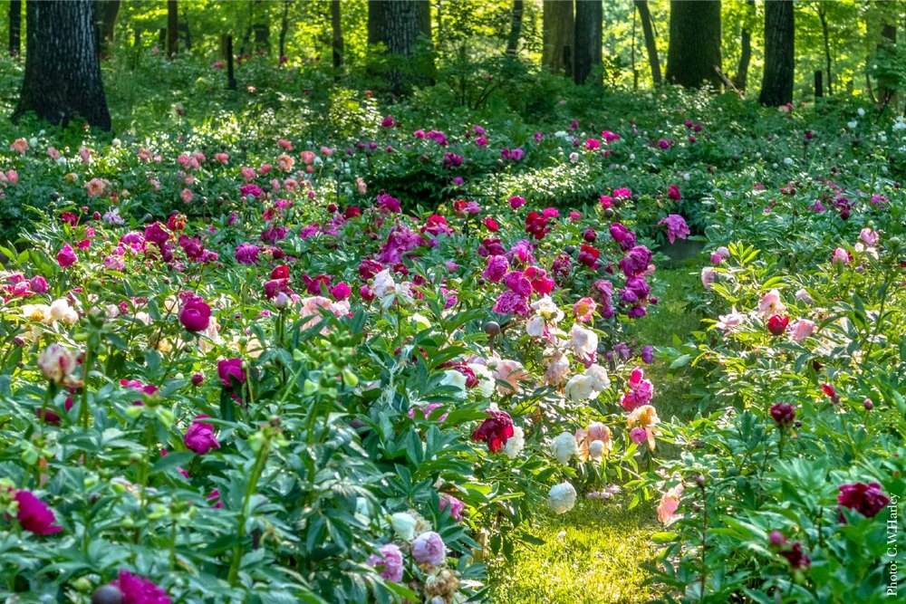 flores de peonía en el Jardín de peonías Peony's Envy en Nueva Jersey