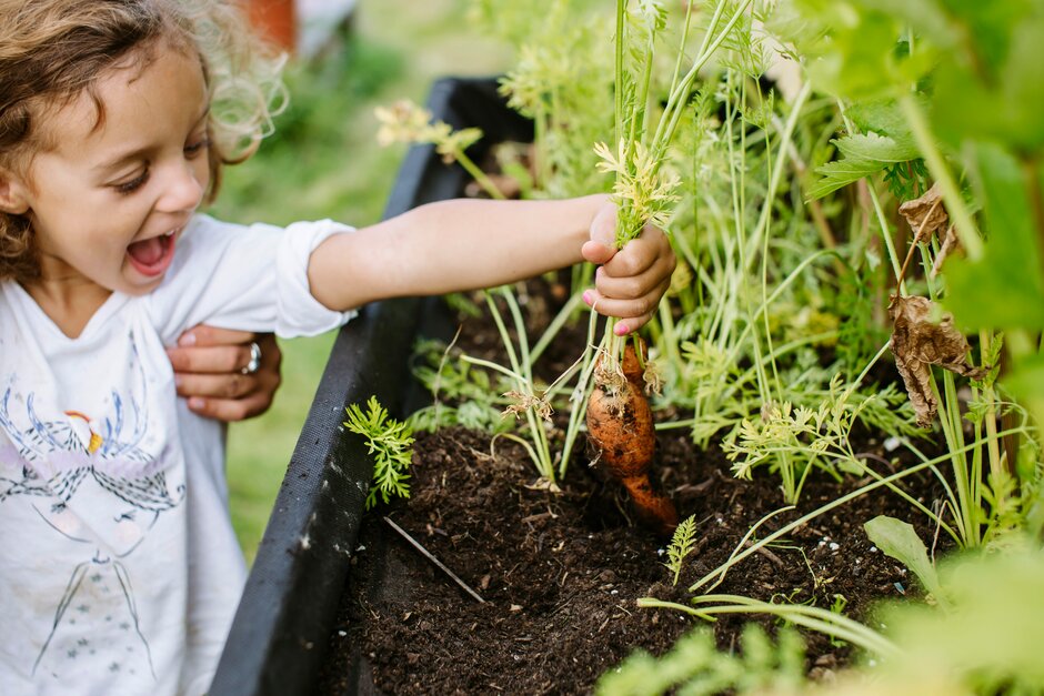 Jardinería con niños. Niña cosechando zanahorias. Proyecto de extensión comunitaria de RHS con Surrey Care Trust 