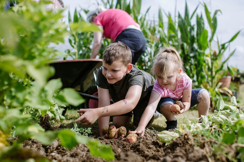 Niños cosechando patatas. Proyecto de extensión comunitaria de RHS con Surrey Care Trust