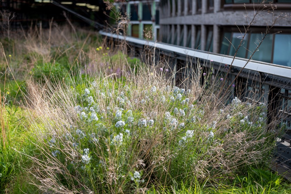 High Line Nueva York