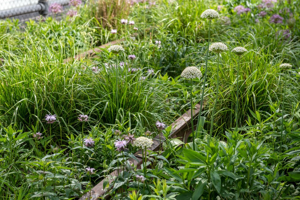 Wildflower Field de la High Line de Nueva York