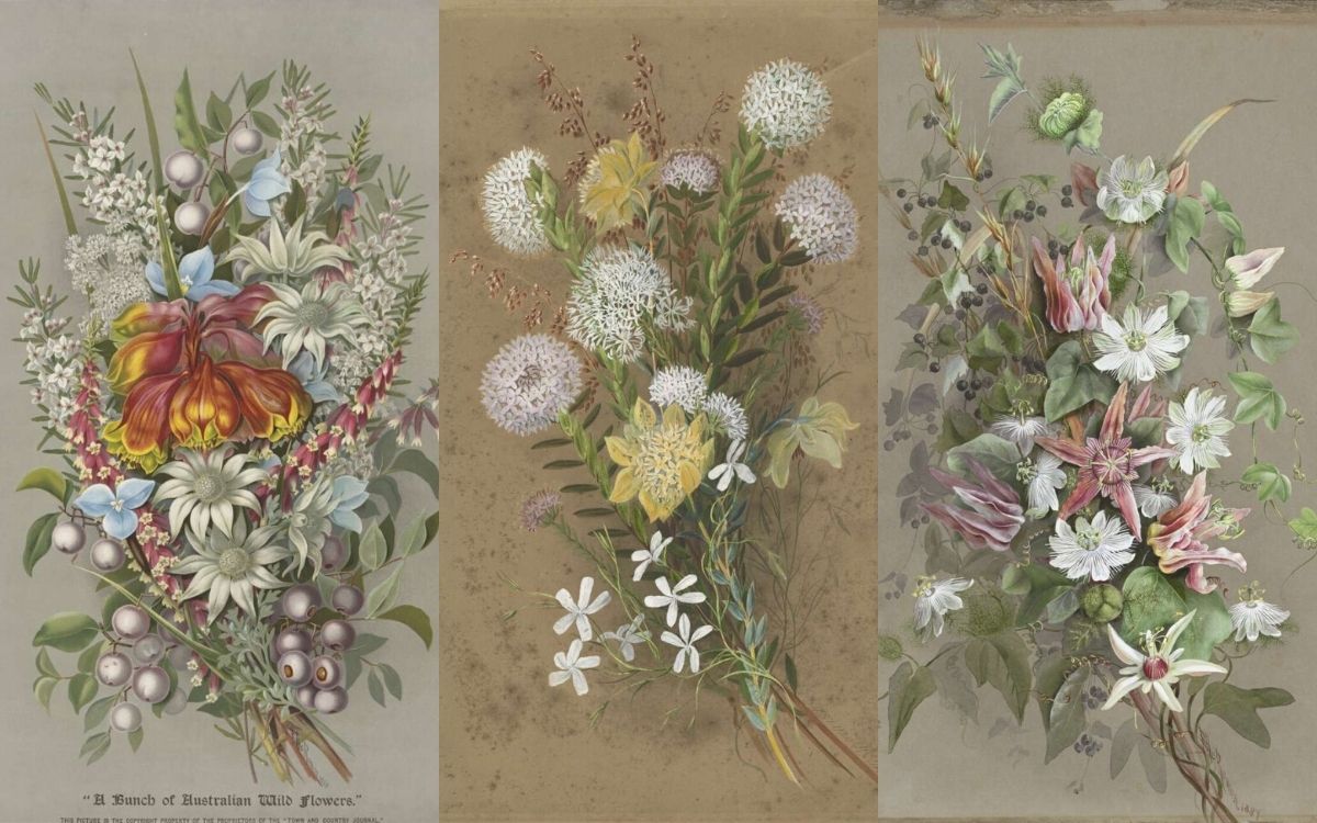 Ellis Rowan flores silvestres Australia
