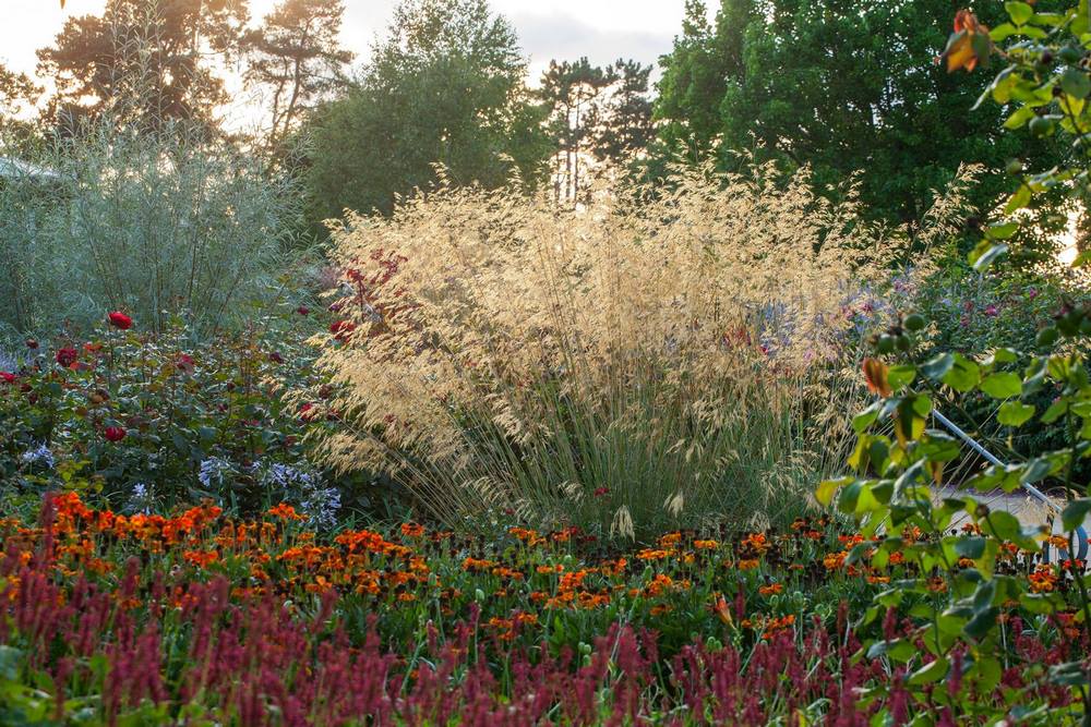 Stipa gigantea ahora Celtica Gigantea, gramínea ornamental, especie ibérica