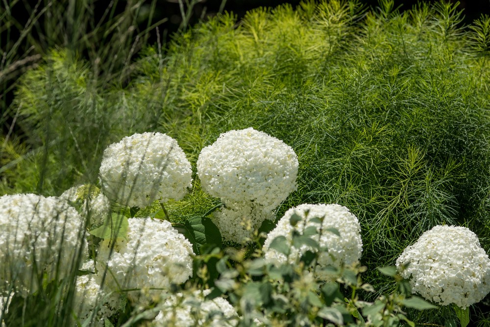 Hortensia con flores como bola de nieve