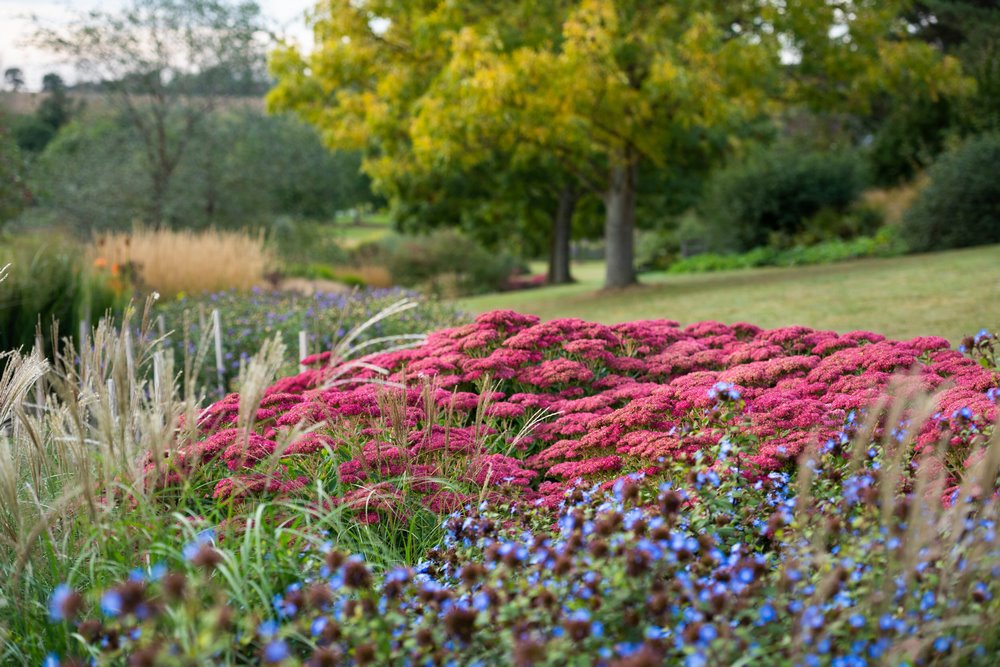 Bordura de herbáceas en otoño en Clover Hill, un área de los jardines de la RHS Hyde Hall. Plantación con sedum y gramíneas