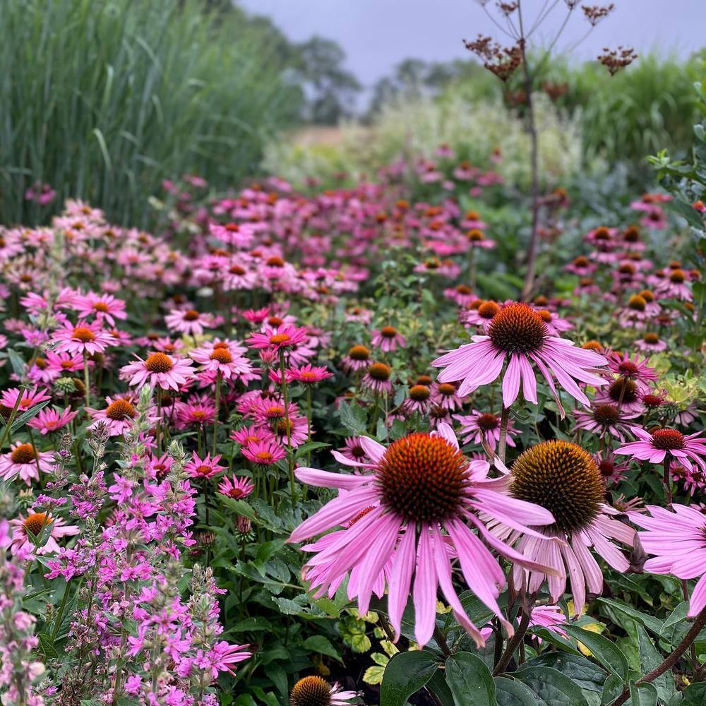 Sussex Prairie Garden