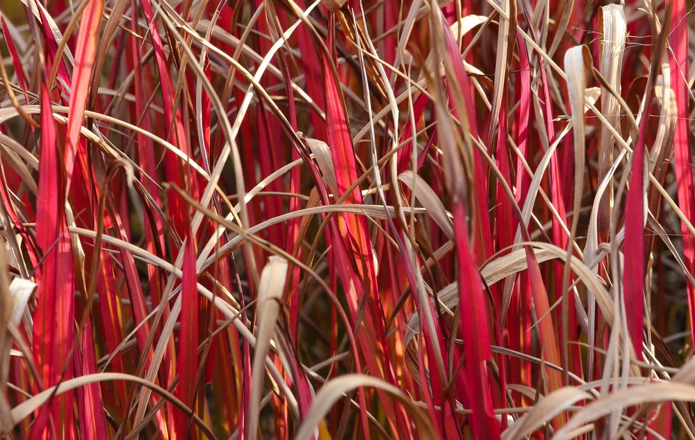 gramínea ornamental con follaje de color rojo-sangre