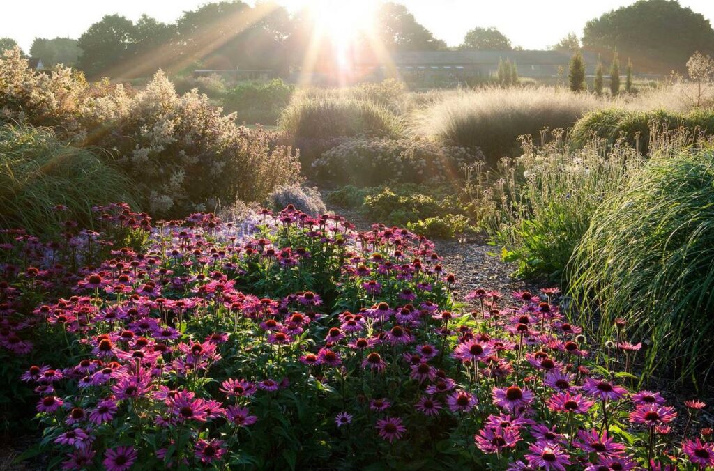 Equináceas en masa en Sussex Prairie Garden