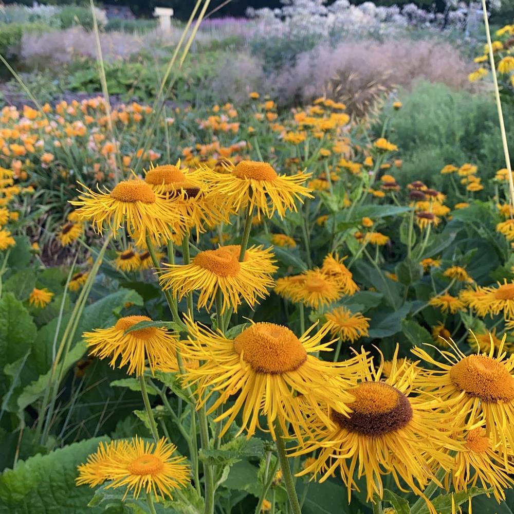 Inula magnifica ‘Sonnenstrahl’ 