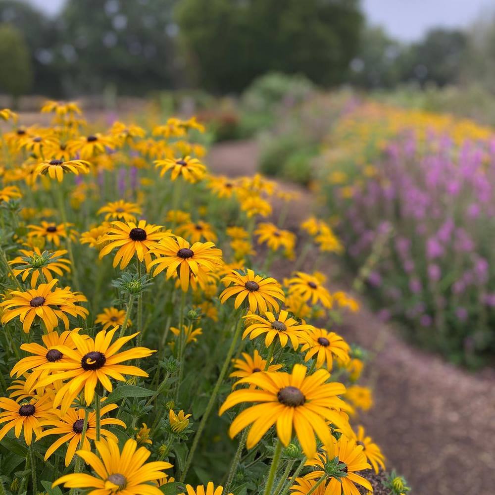 Rudbecia deamii 