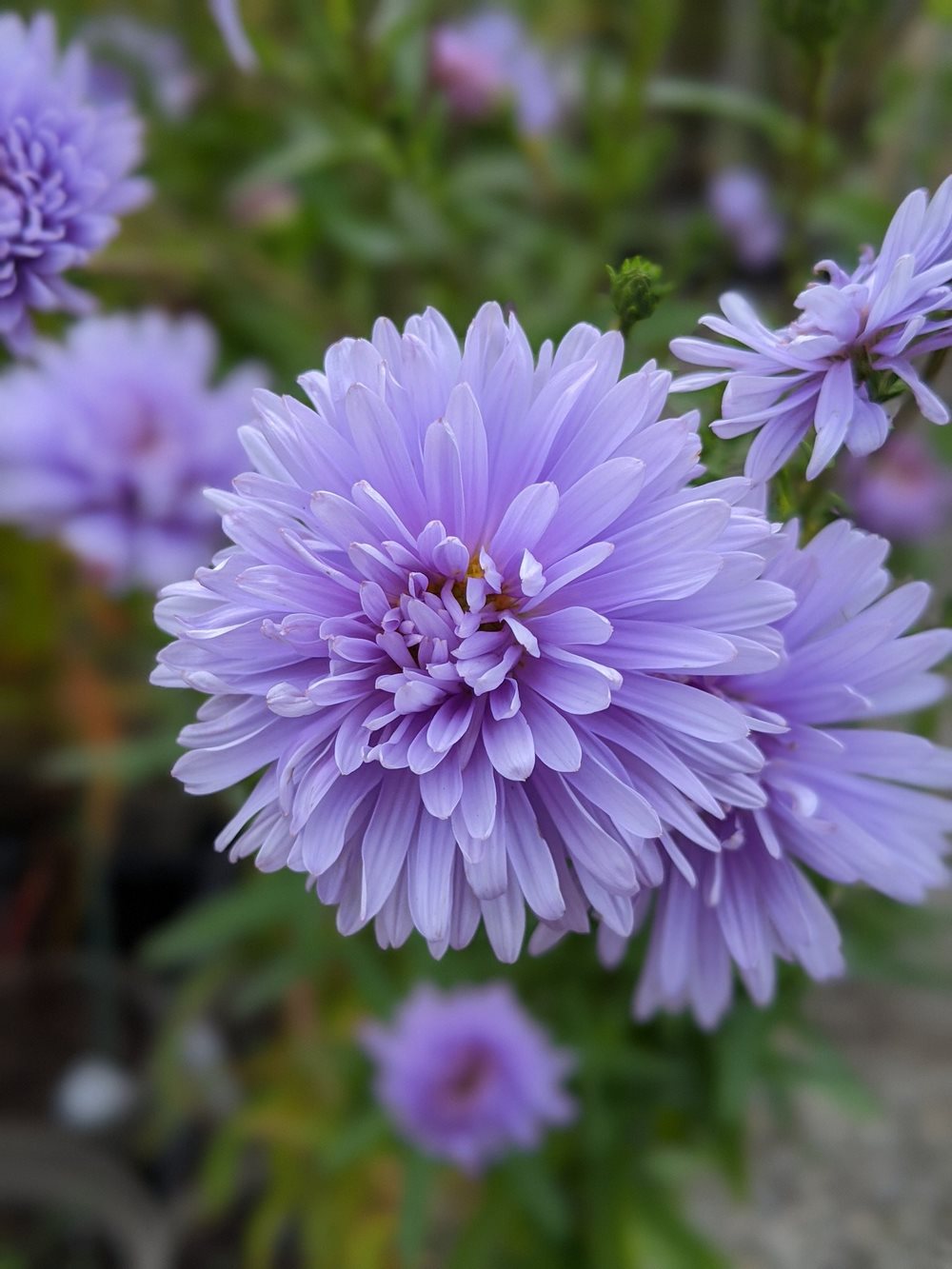 Aster (Symphyotrichum), coloridas flores en el jardín de otoño - EL BLOG DE  LA TABLA