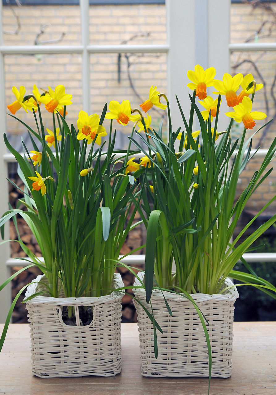 Flores amarillas de narcisos miniatura o enanos cultivados en una cesta