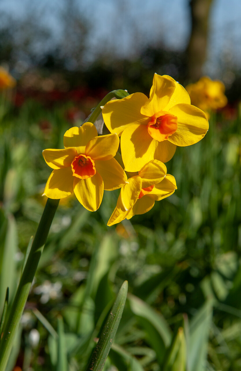 100 Bulbos de Mini Narcisos Multi-Flores Tête à Tête Envío Incluido 