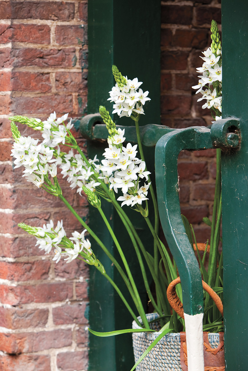 Ornithogalum, estrellas de Belén que florecen en primavera