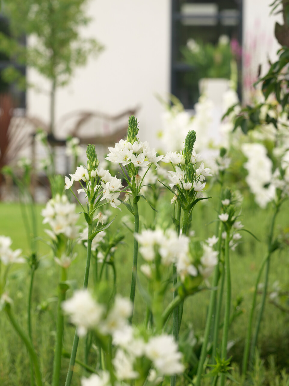 Ornithogalum, estrellas de Belén que florecen en primavera