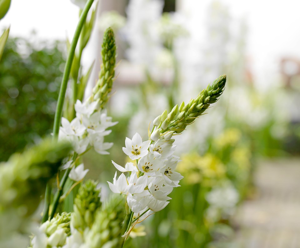 Ornithogalum thyrsoides