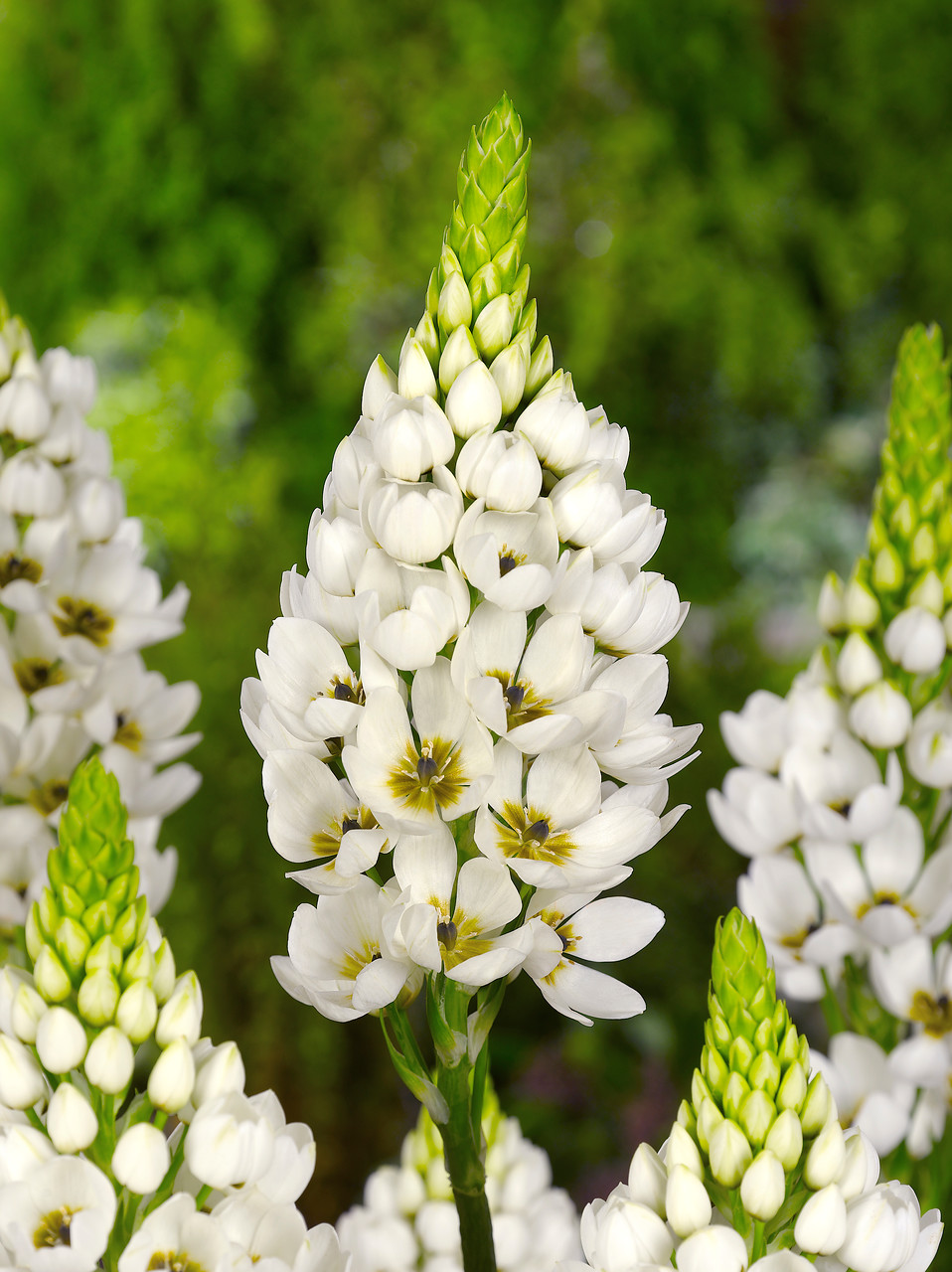 Ornithogalum, estrellas de Belén que florecen en primavera