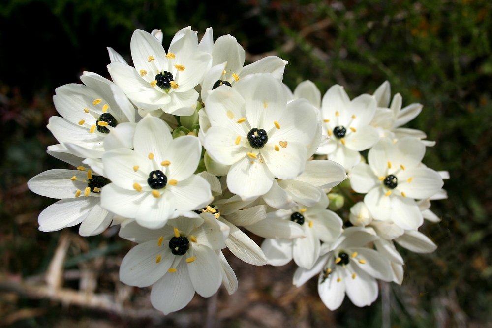 Ornithogalum arabicum florecen primavera