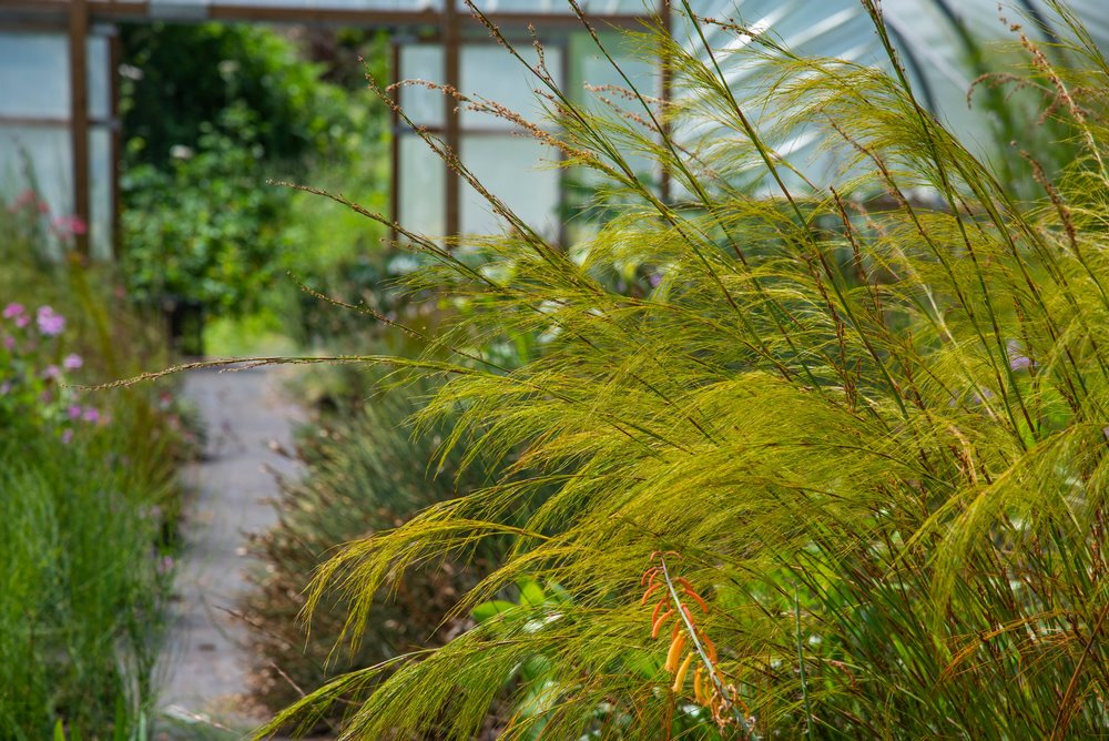 restios, plantas vivaces muy rústicas, tolerantes a la sequía, 