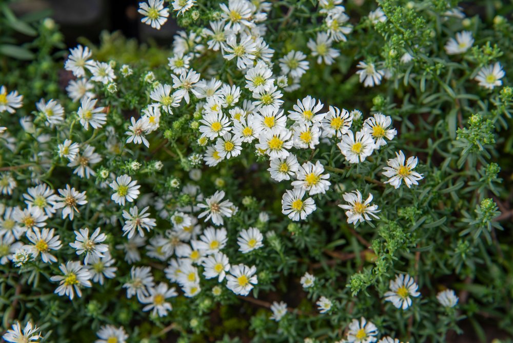 Aster (Symphyotrichum), coloridas flores en el jardín de otoño - EL BLOG DE  LA TABLA