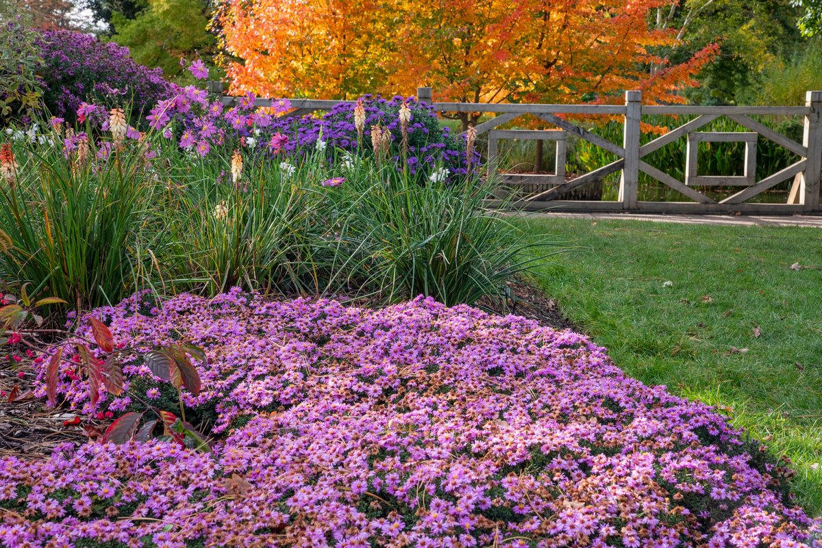 Flores tipo margarita de diferentes colores en otoño