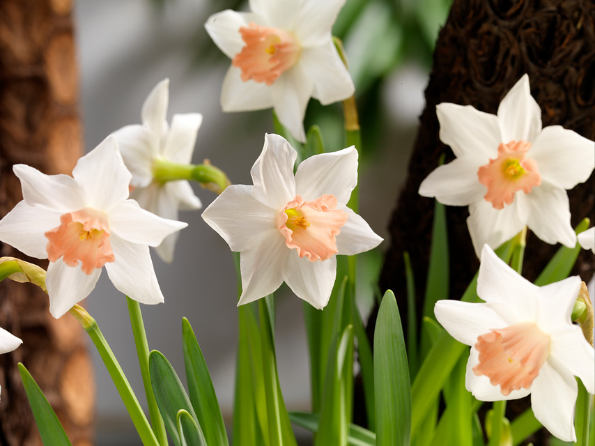 flores blancas de narcisos enanos o miniatura