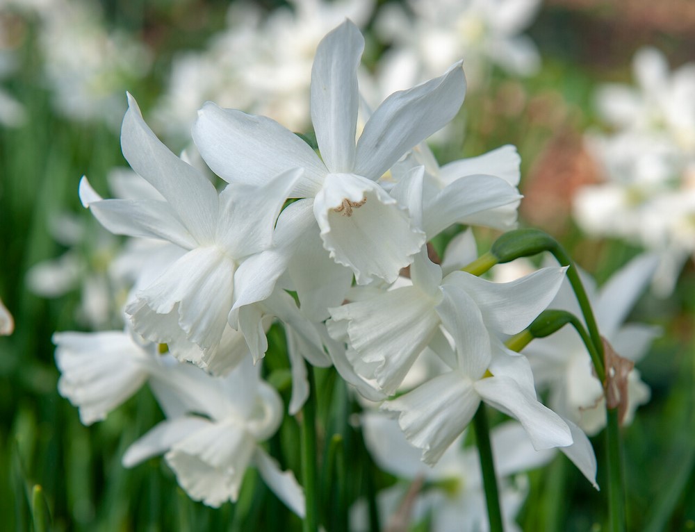 Narcisos de flores blancas Plantas bulbosas que se plantan en otoño y florecen al final del invierno y en primavera